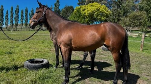 Courageous-katie-blog__ResizedImageWzYwM