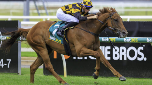 Holymanz-Coastal-Classic-scaled-2-500x28