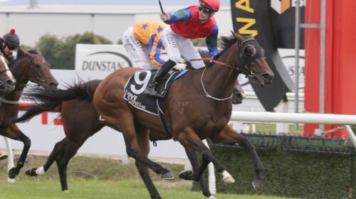 Sharp-N-Smart-G1-Herbie-Dyke-Stakes-11.2