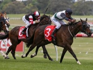 Adelaide Cup trio set for Flemington clash