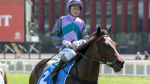 Hayasugi-Blue-Diamond-Prelude-500x280.jp