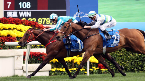 Romantic-Warrior-Hong-Kong-Gold-Cup-scal