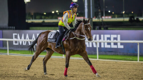 California-Spangle-Dubai-scaled-1-500x28