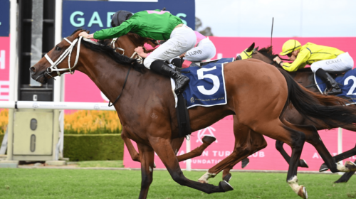 Democracy-Manifest-Ajax-Stakes-500x280.p