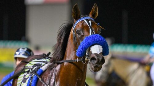 Dont-Stop-Dreaming-portrait-Ausssie-Feb-