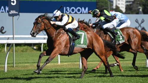 Lady-Laguna-Canterbury-Stakes-500x280.pn