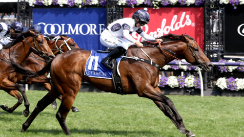 Ozzmosis-20231104-8619-scaled-1-500x280.