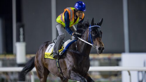 Straight-Arron-Meydan-scaled-1-500x280.j
