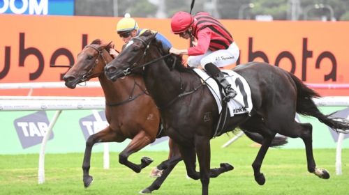 Tropical-Squall-Surround-Stakes-500x280.