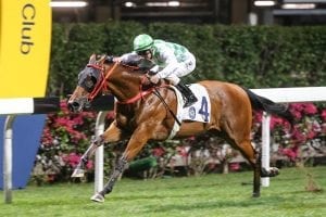 Fat Turtle aims to rise in Happy Valley feature