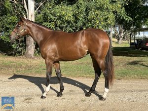 2022 Capricornia Yearling Sale sets new record