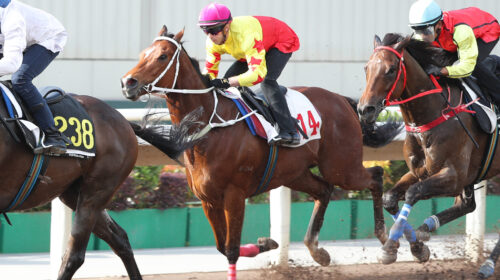 California-Spangle-164-scaled-1-500x280.