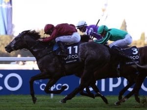 Roaring Lion to stand at Cambrdige Stud