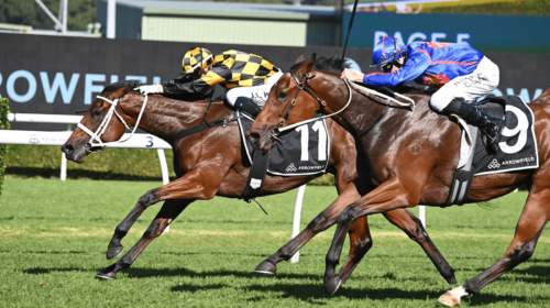 Joliestar-Arrowfield-3YO-Sprint-500x280.