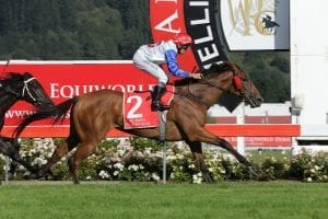 Savvy Coup to return across the Tasman