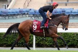Kennewell upbeat as Viddora gets ready for Chairman’s Sprint Prize