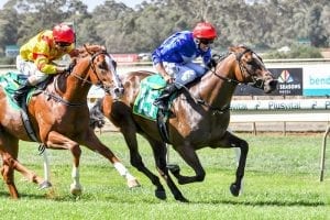 Stewards query beaten Mornington favourite