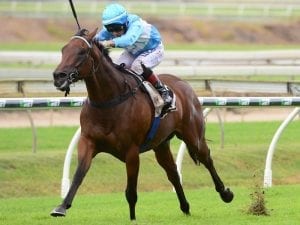 Whypeeo kept for Gold Coast Guineas test