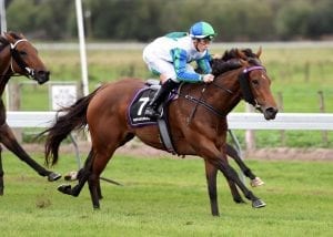 Rotorua finale for group quality mare