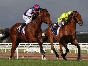 Steel Prince wins again, goes for Ramsden