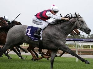 Fidelia impresses Brown in Flemington win