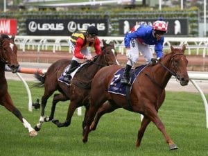 Moldova stays unbeaten with Flemington win