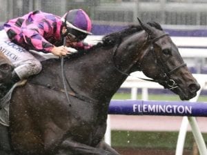 Cumani keeps One More Try on home soil