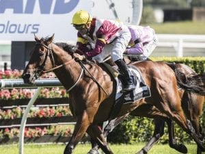Matt Smith to make an impact at Scone