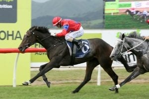 Brisbane beckons Miss Wilson