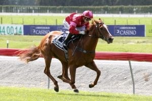 Forgiving trainer eyeing Queensland options