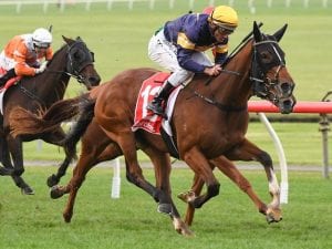 Buffalo River is a key chance in the Ajax Stakes on saturday