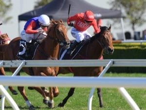 Military Zone chasing another Guineas win