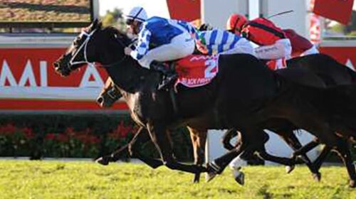 Black-Pirahna-Wins-Stradbroke-500x280.jp