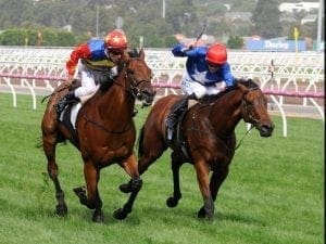 Husson Eagle ready to soar at Flemington