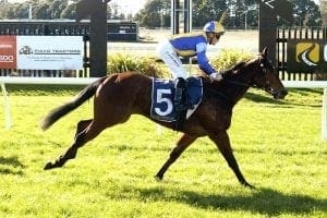 Lady Lira in line for stakes test