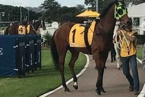 it's so obvious wins at newcastle