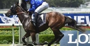 Tessera at Rosehill Gardens
