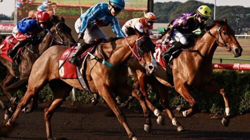 Hes-Maverick-2024-Darwin-Guineas-500x280