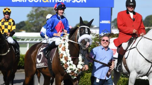 El-Vencedor-New-Zealand-Stakes-500x280.j