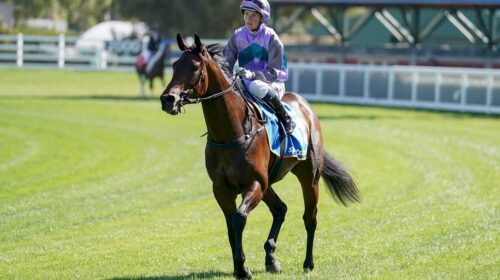 Hayasugi-Blue-Diamond-Stakes-500x280.jpe