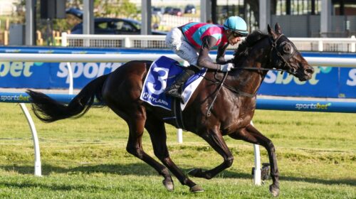 Antino-Toorak-Handicap-scaled-1-500x280.