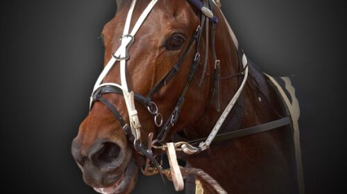 Just-An-Excuse-blog-image-v2__ResizedIma