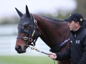 Winx in perfect order for Turnbull