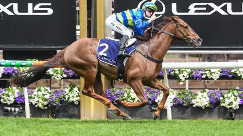 Another-Wil-The-Damien-Oliver-1-500x280.