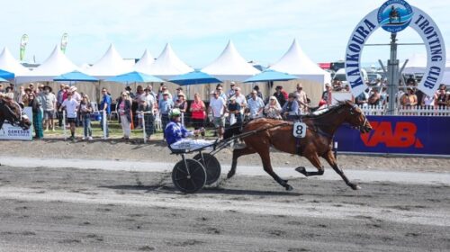 Mystic-Max-blog-kaikoura-Trot-Nov-2024__
