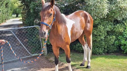 Natives-Cullerdamoon-blog__ResizedImageW