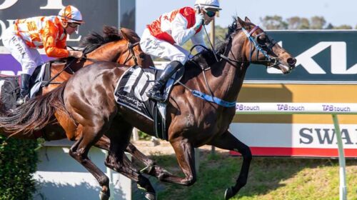 Rope-Them-In_16-11-2024_WIN_Ascot_5__81_