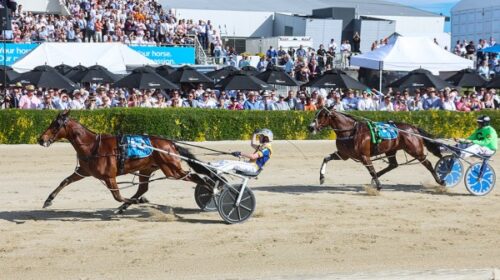 Swayzee-blog-Addington-NZ-Cup-Nov-2023__