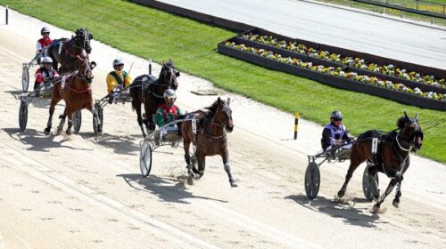 Trotters-Cup-trial-blog-Addington-Nov-20