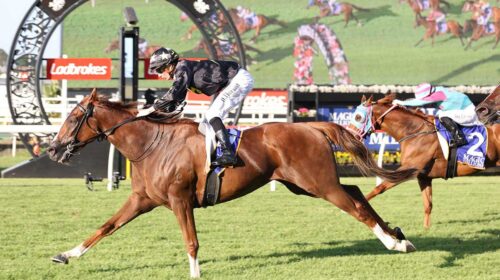 Belvedere-Boys-Magic-Millions-Shoot-Out-